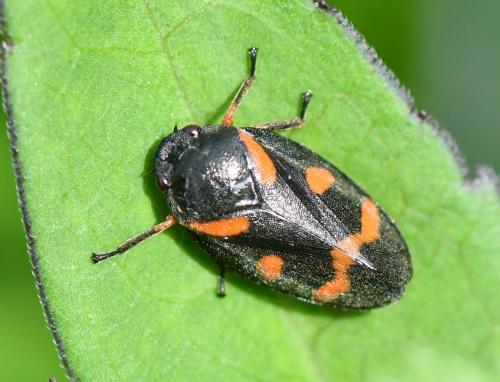 Réf. 282 116 : Cercopis intermedia